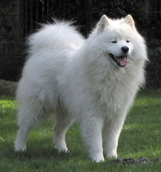 samojede