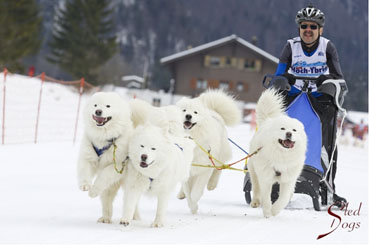 Schlittenhunderennen