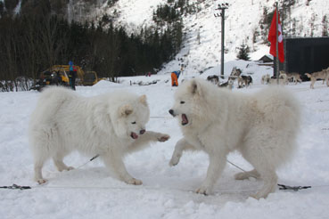 Weltmeisterschaft Kandersteg