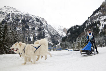 Samojeden schlittenhund