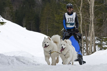 schlittenhunderennen