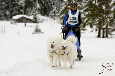 Samojeden Schlittenhund