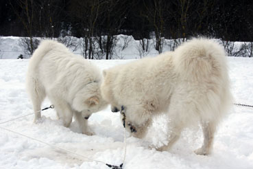 Samoyed