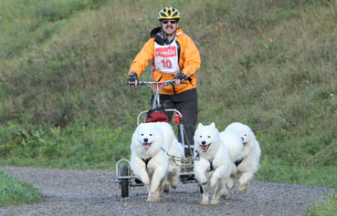 samojed