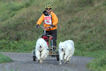 samoyed