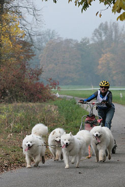 schlittenhunde