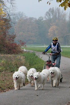 samojedenteam