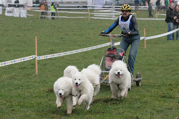 samojed