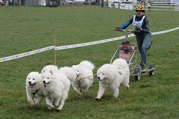 samoyed