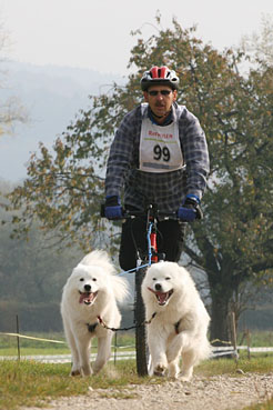 samojed