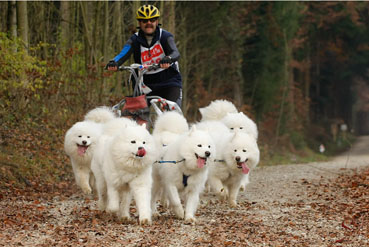 samoyed