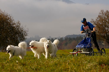 samoyed