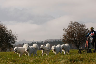 hunderennen