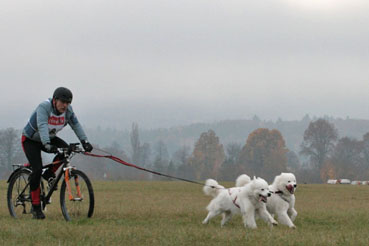 schlittenhunderennen